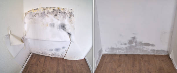 Best Mold Remediation Services  in USA